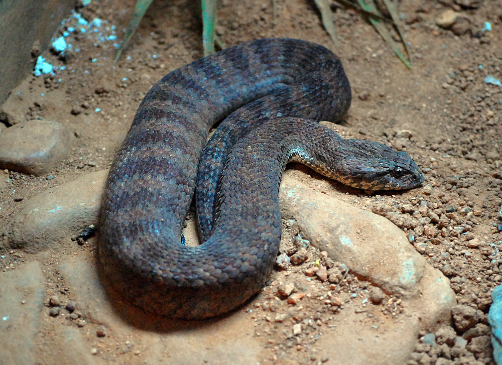 Common Death Adder - Ark.au