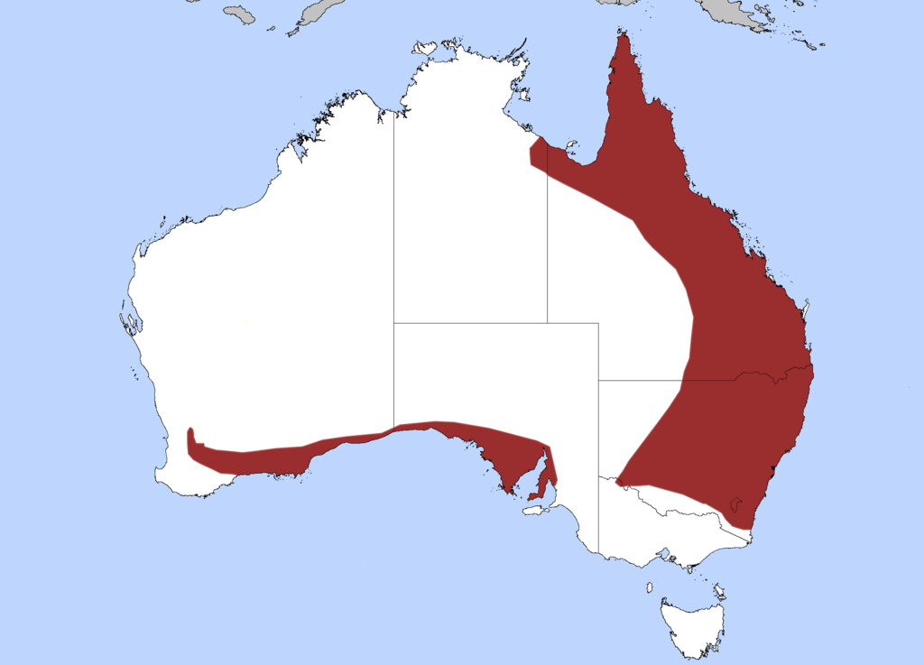 Common Death Adder - Acanthopis antarcticus - Ark.au