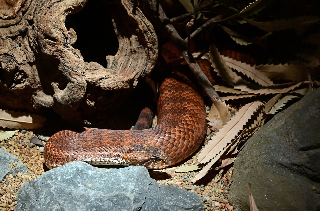 Common Death Adder - Acanthopis antarcticus - Ark.au