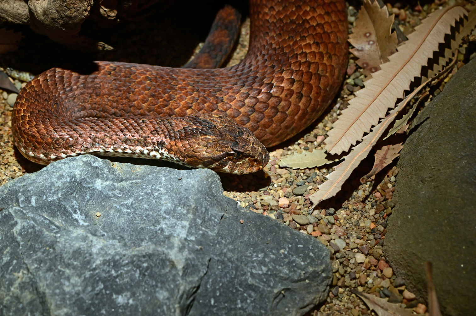 Common Death Adder - Acanthopis antarcticus - Ark.au