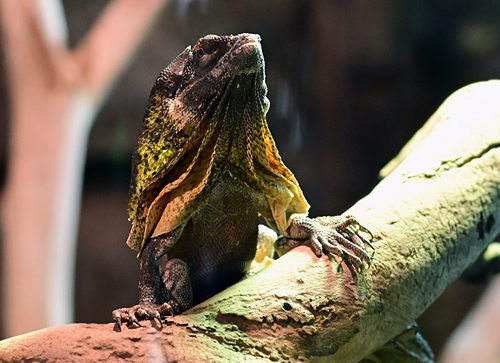 Frilled-necked Lizard - Ark.au