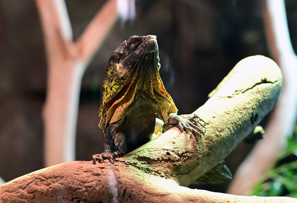 Frilled-necked Lizard - Australian Reptiles - Ark.au