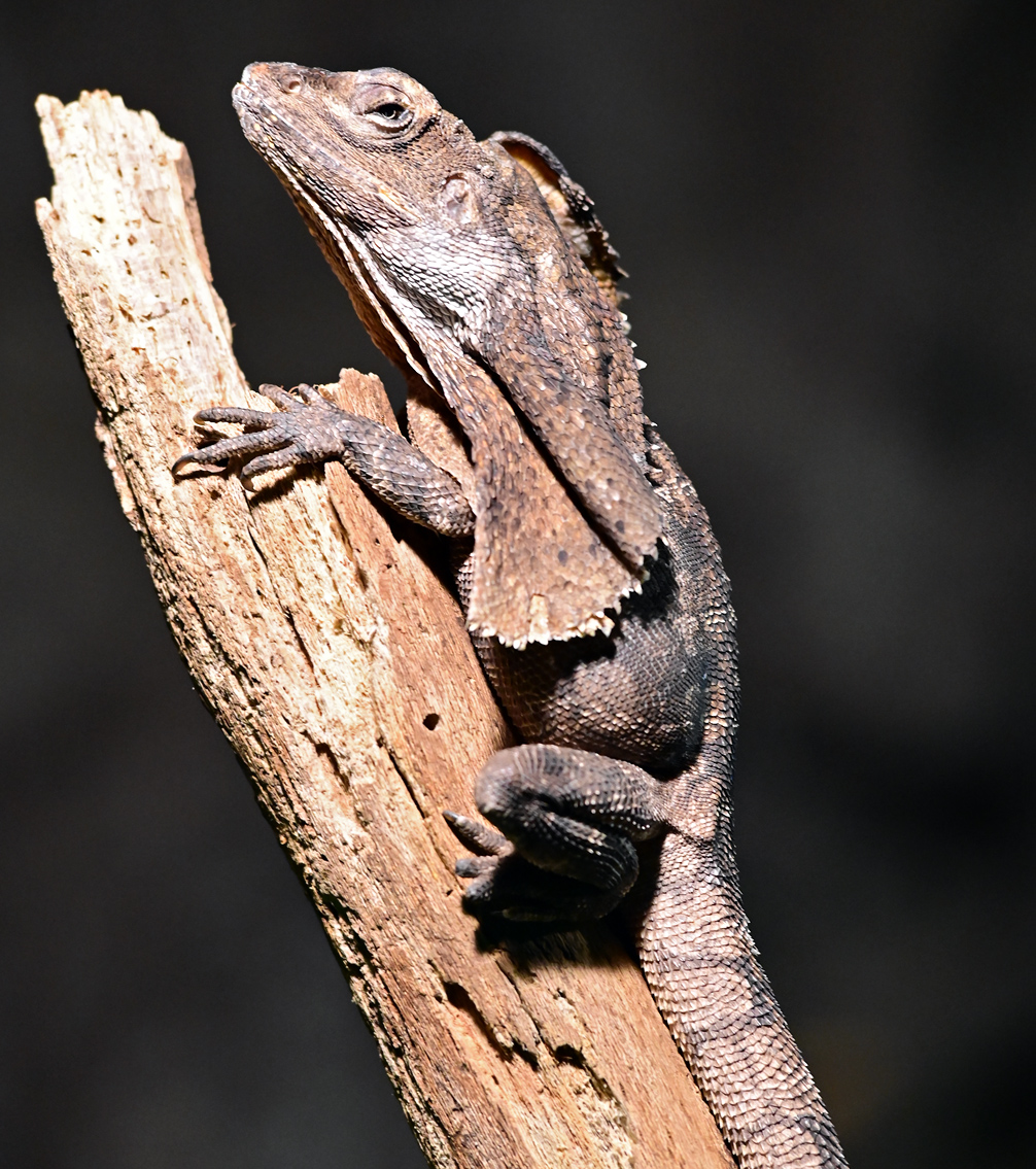 Frilled-necked Lizard - Chlamydosaurus kingii - Ark.au