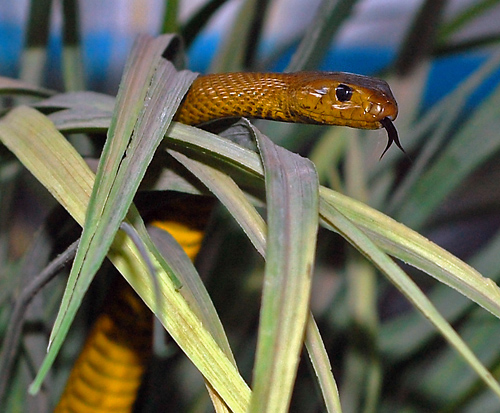 Inland Taipan - Ark.au Inland Taipan - Ark.au
