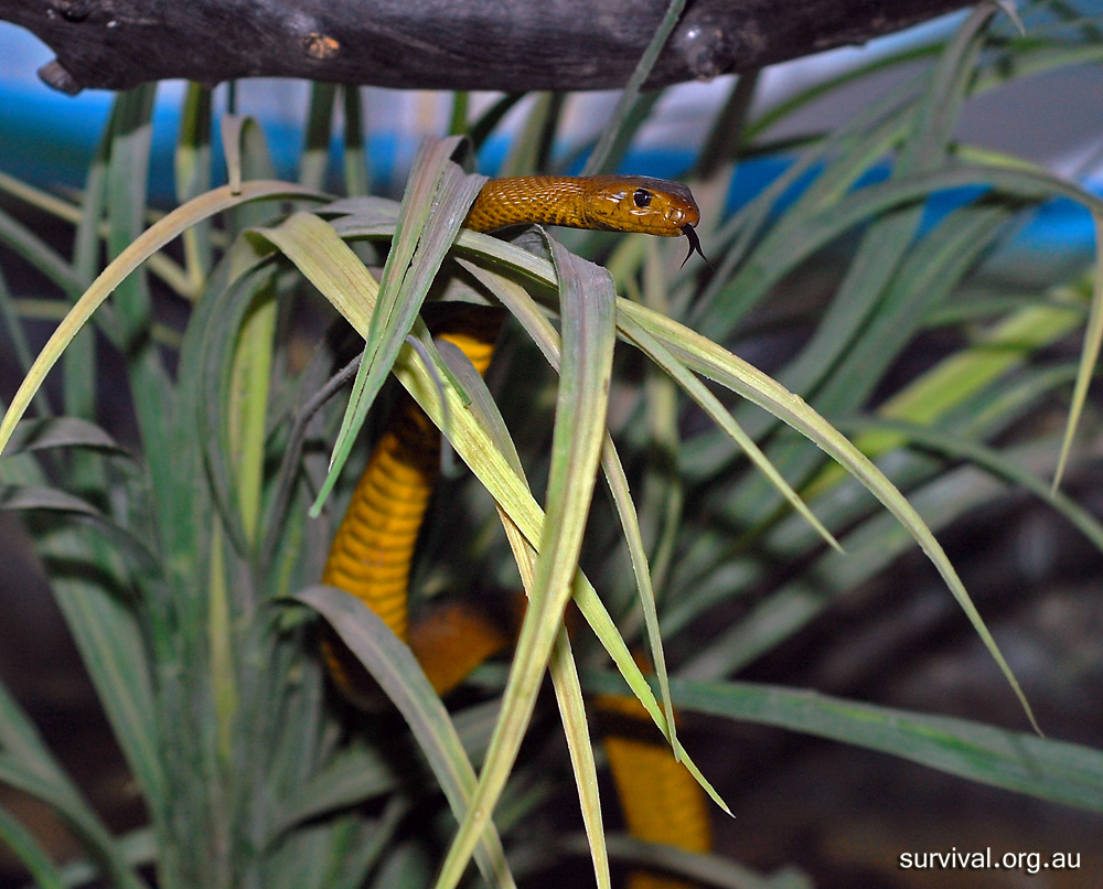 Inland Taipan - Australian Reptiles - Ark.au