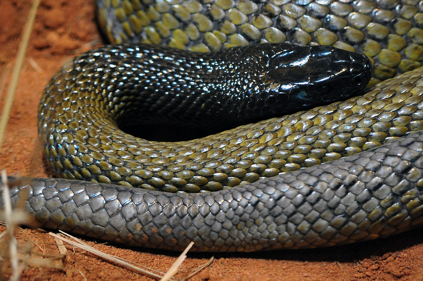 Inland Taipan - Oxyuranus microlepidotus - Ark.au