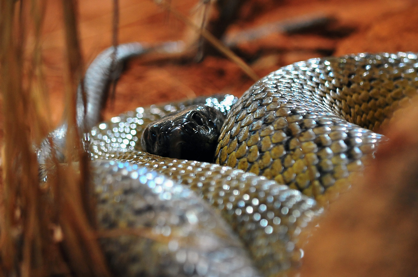 Inland Taipan - Oxyuranus microlepidotus - Ark.au