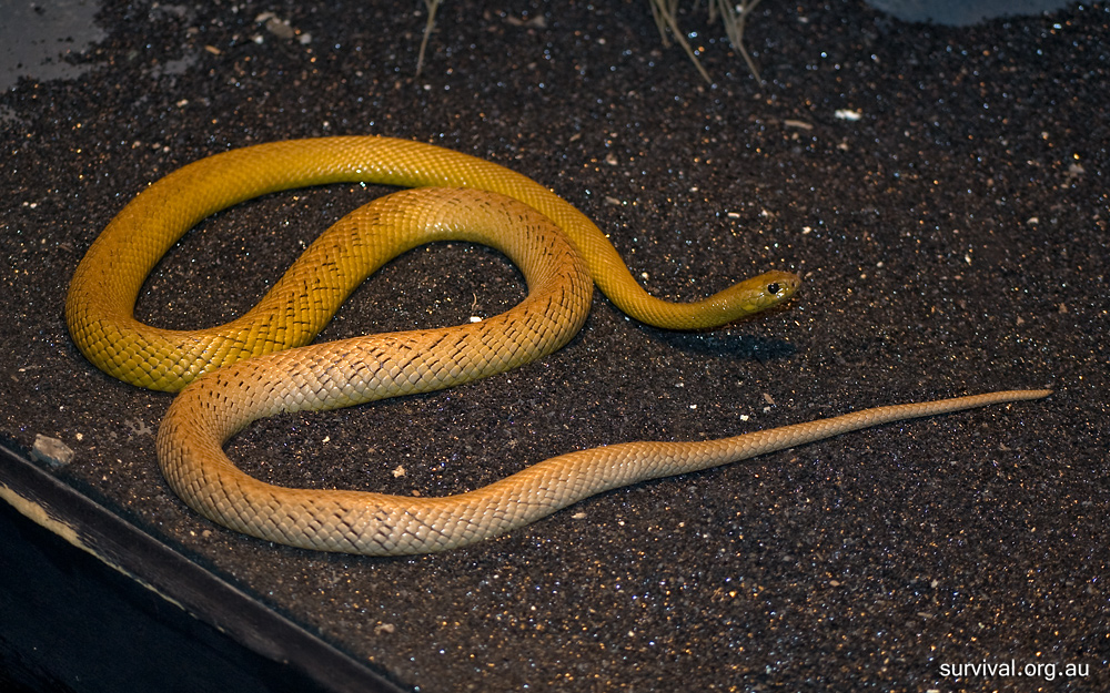 Inland Taipan - Oxyuranus microlepidotus - Ark.au