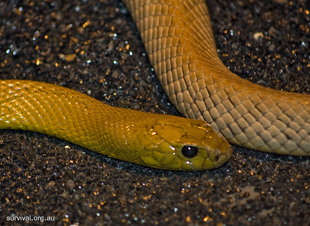 Inland Taipan - Oxyuranus microlepidotus - Ark.au