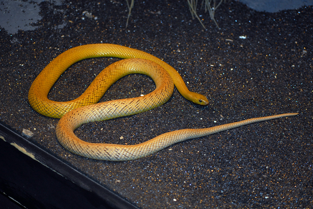 Inland Taipan - Oxyuranus microlepidotus - Ark.au