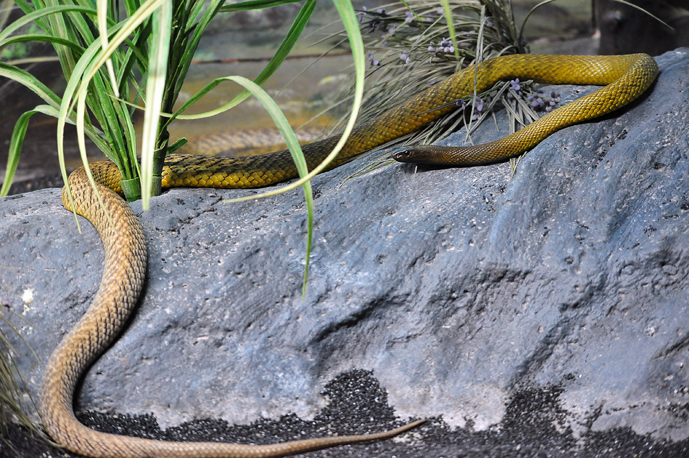 Inland Taipan - Oxyuranus microlepidotus - Ark.au