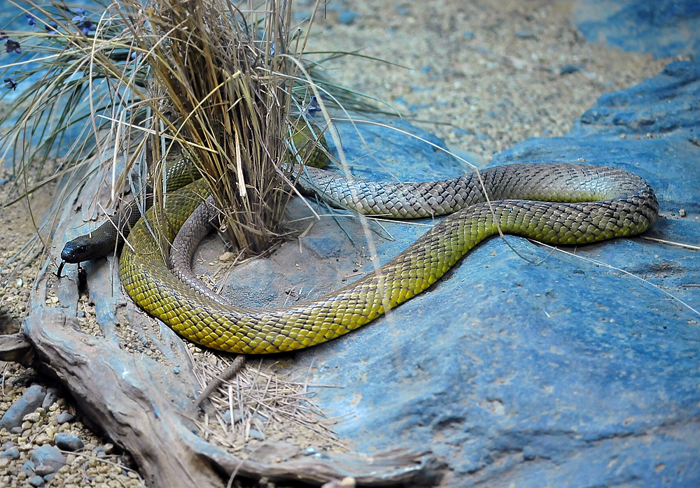 Inland Taipan - Oxyuranus microlepidotus - Ark.au