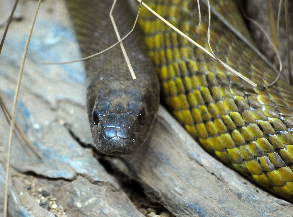 Inland Taipan - Oxyuranus microlepidotus - Ark.au