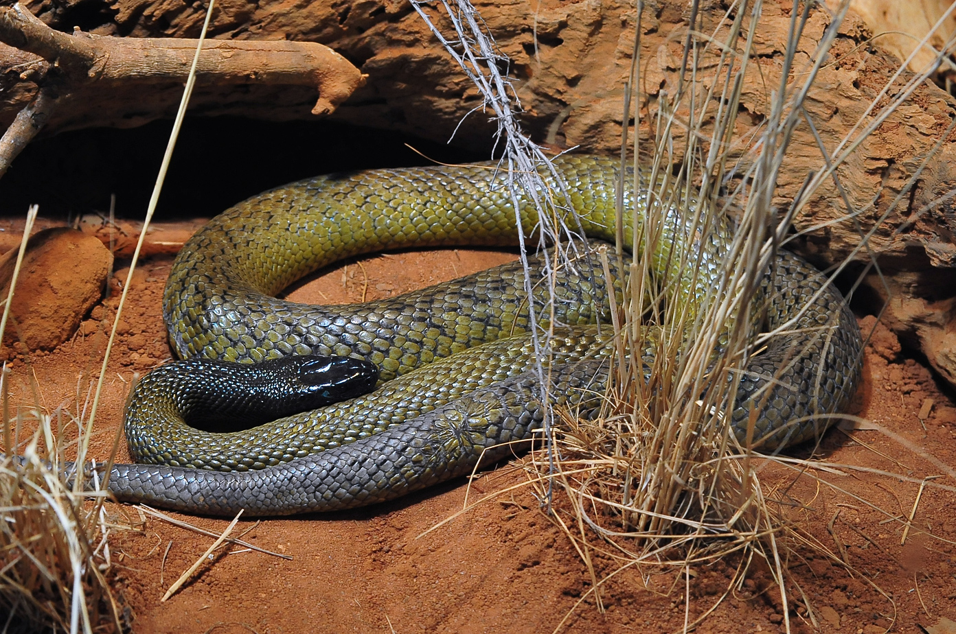 Inland Taipan - Oxyuranus microlepidotus - Ark.au