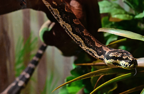 Jungle Python - Ark.au