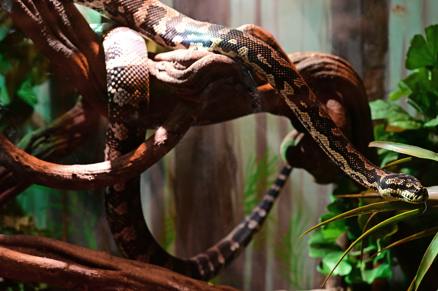 Jungle Python - Australian Reptiles - Ark.au