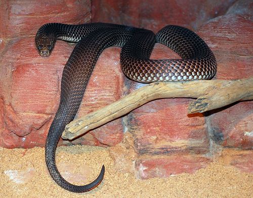 King Brown Snake - Ark.au King Brown Snake - Ark.au