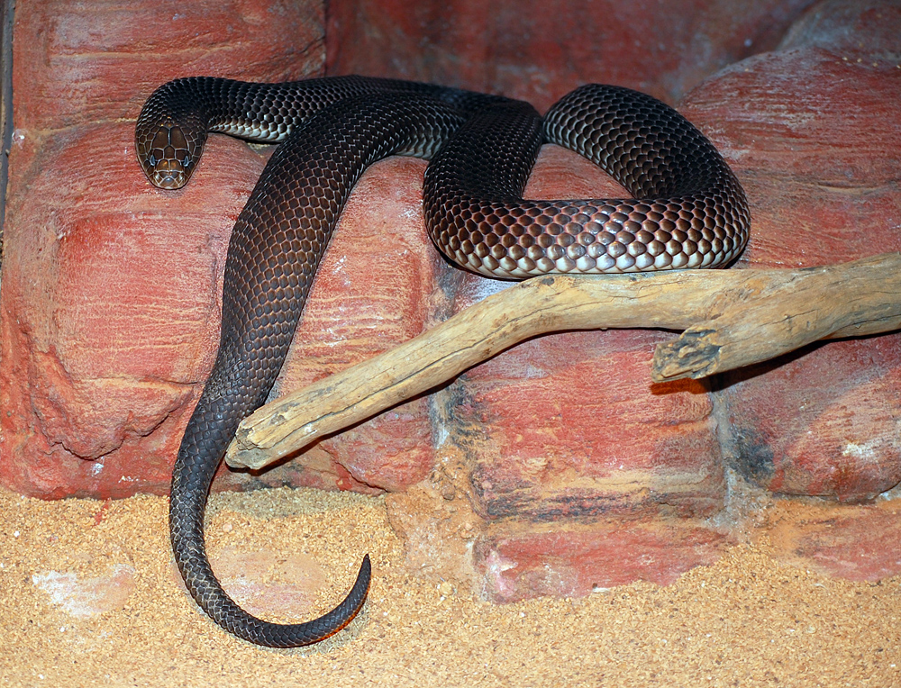 King Brown Snake - Ark.au