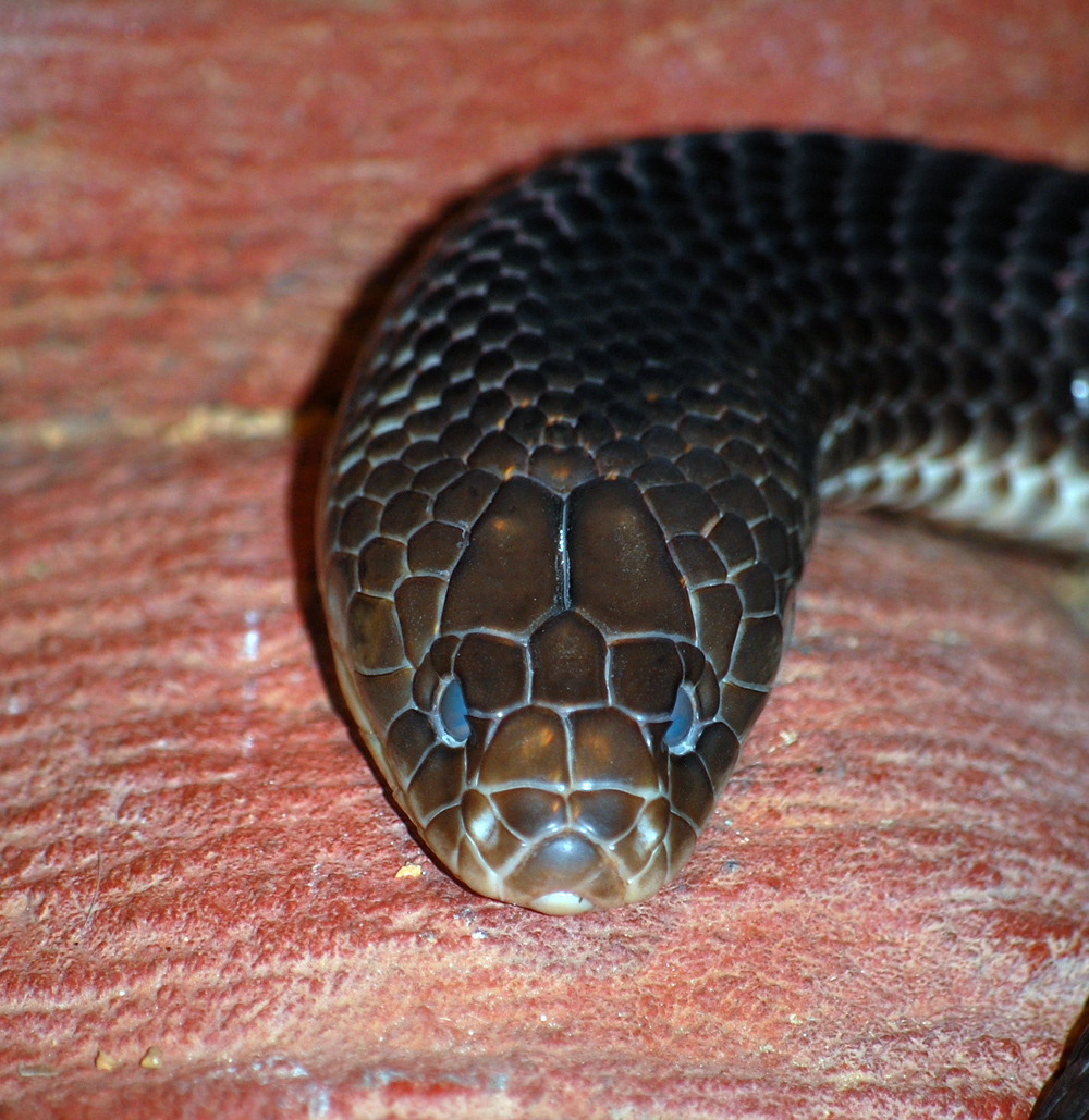 King Brown Snake - Pseudechis australis - Ark.au