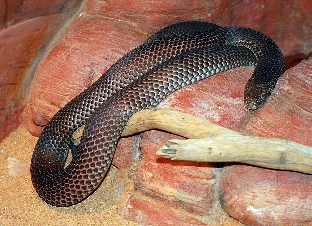 King Brown Snake - Pseudechis australis - Ark.au