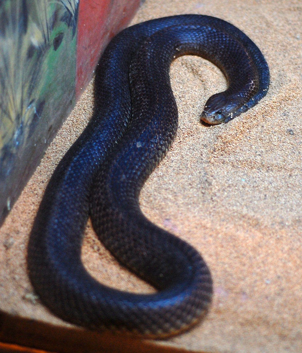 King Brown Snake - Pseudechis australis - Ark.au