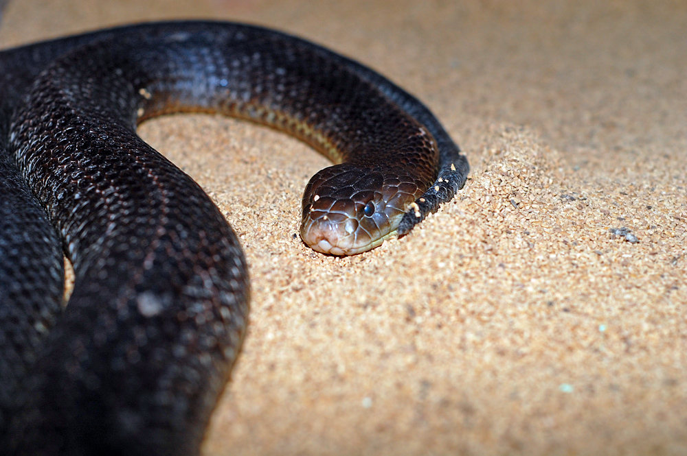 King Brown Snake - Pseudechis australis - Ark.au