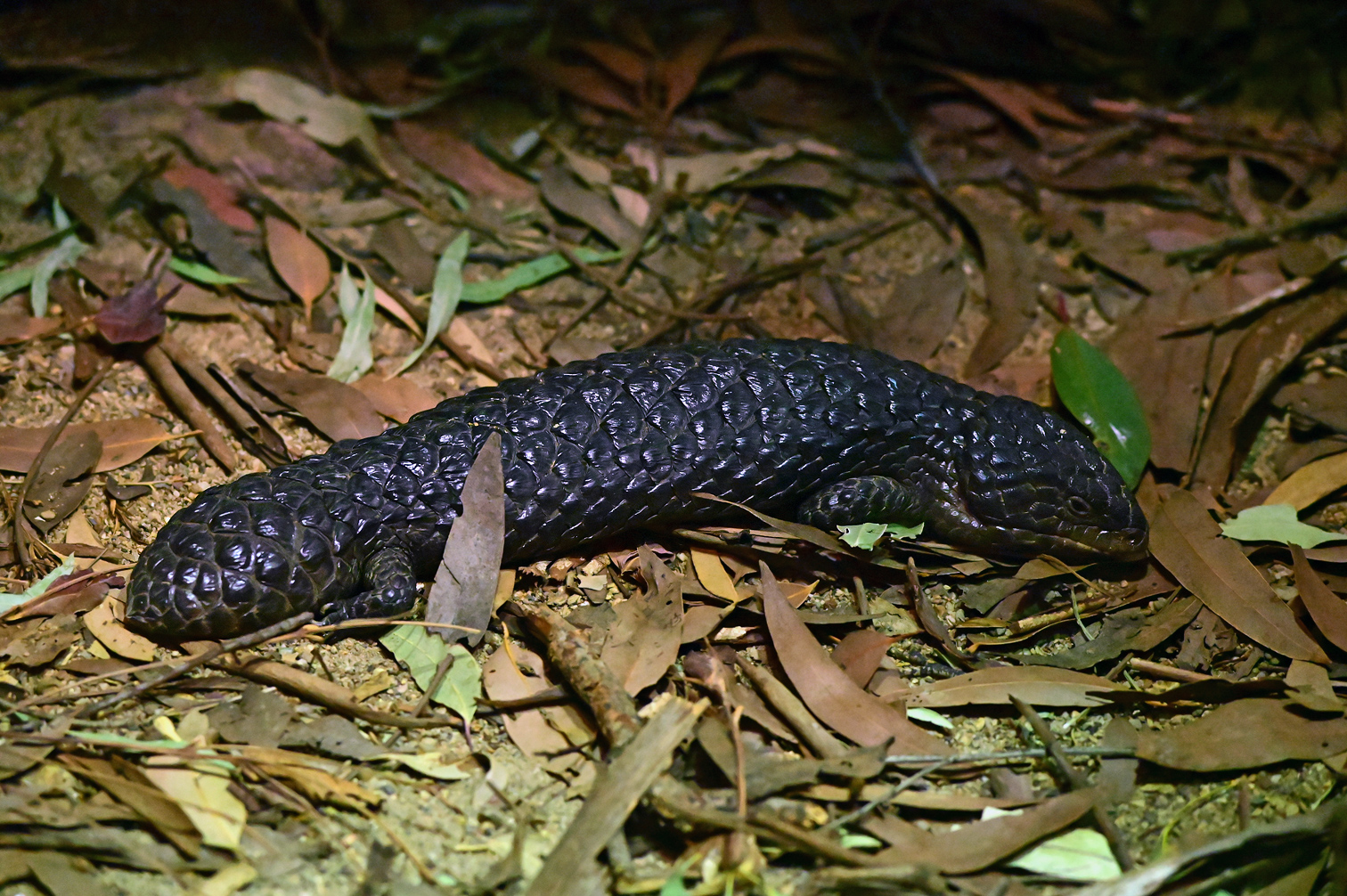 Shingleback - Australian Reptiles - Ark.au