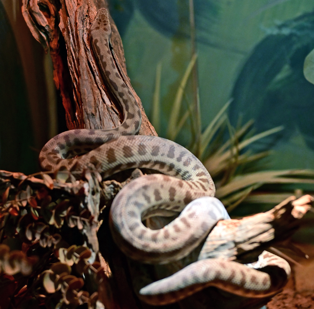 Stimson's Python - Australian Reptiles - Ark.au