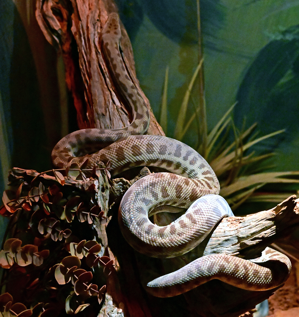 Stimson's Python - Antaresia stimsoni - Ark.au