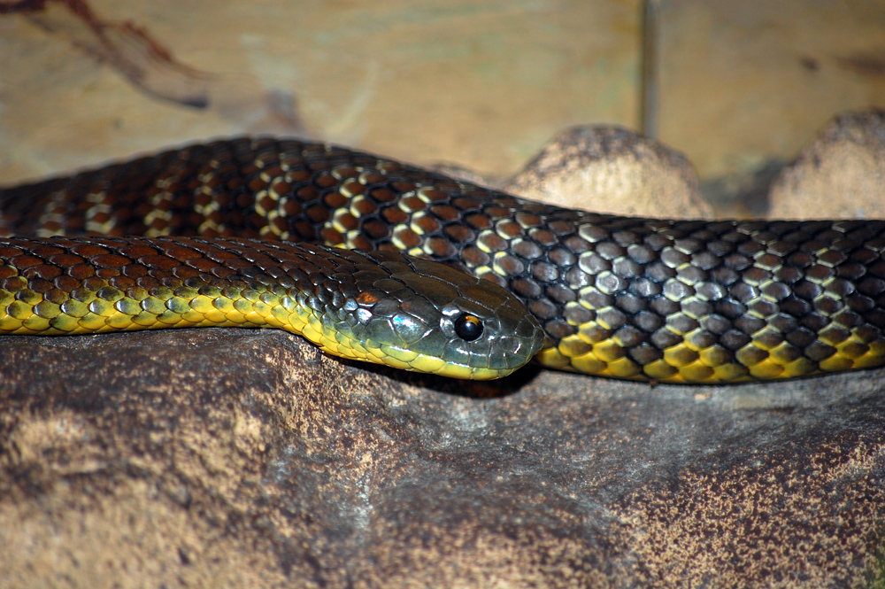 Tiger Snake - Australian Reptiles - Ark.au