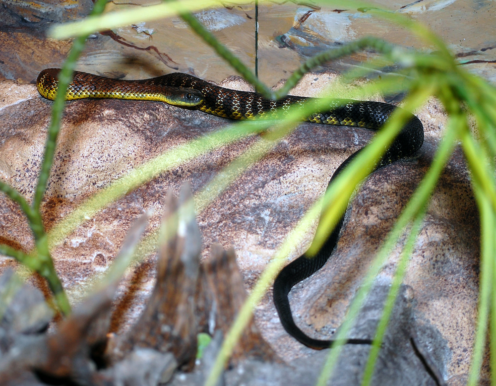 Tiger Snake - Notechis scutatus - Ark.au