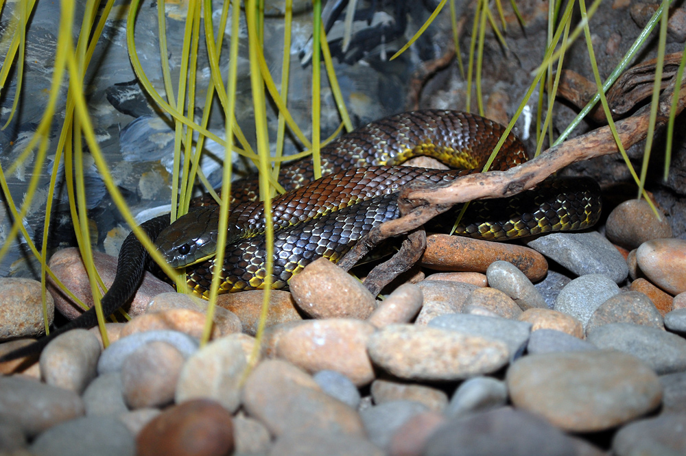 Tiger Snake - Notechis scutatus - Ark.au