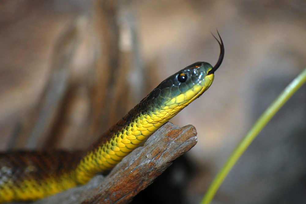 Tiger Snake - Notechis scutatus - Ark.au