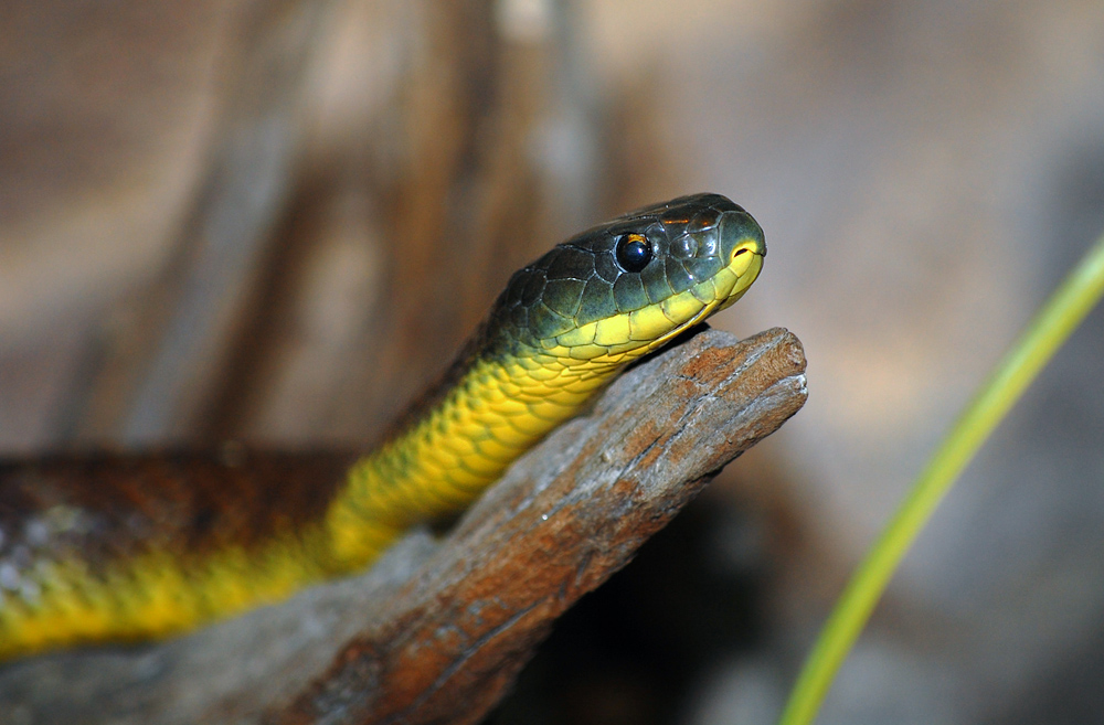 Tiger Snake - Notechis scutatus - Ark.au