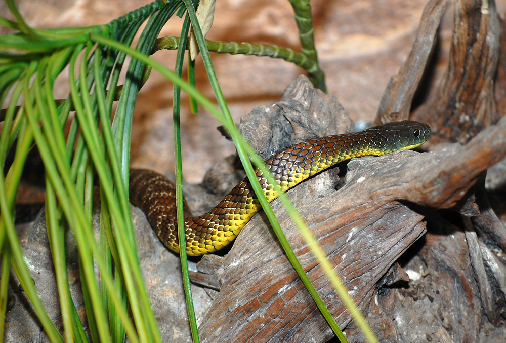 Tiger Snake - Notechis scutatus - Ark.au