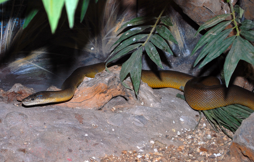 Water Python - Australian Reptiles - Ark.au