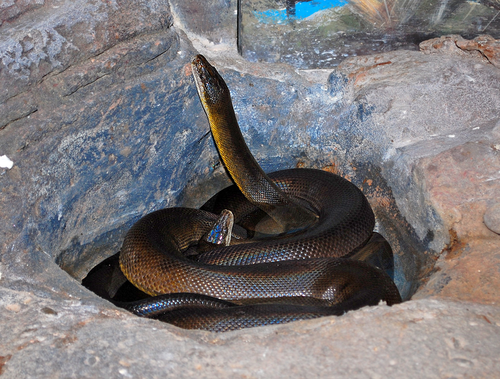 Water Python - Liasis mackloti - Ark.au