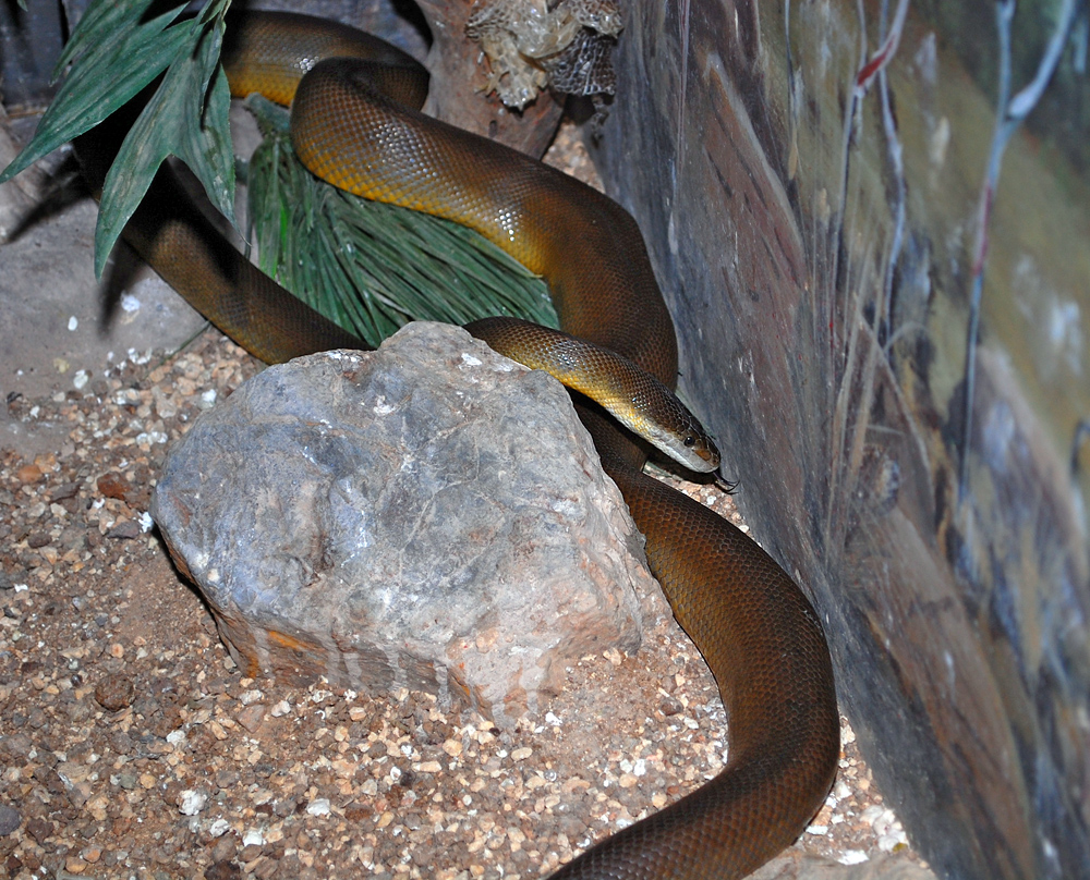 Water Python - Liasis mackloti - Ark.au