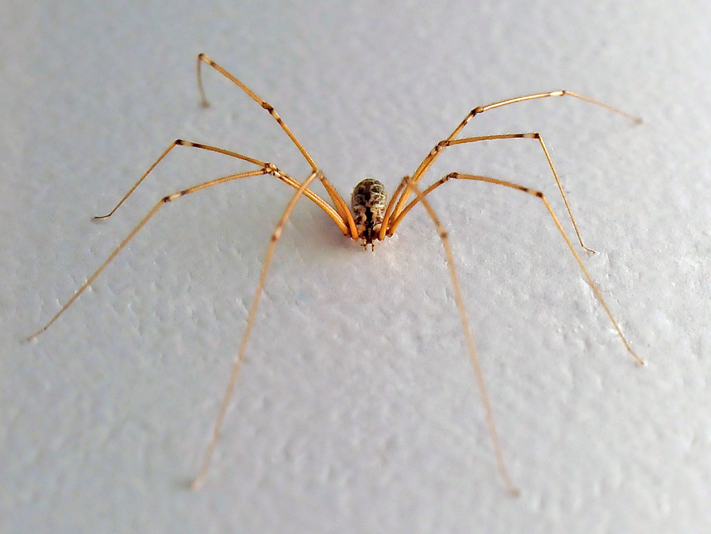 Daddy Long Legs Spider - Pholcidae family - Ark.au