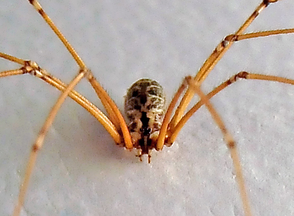 Daddy Long Legs Spider - Pholcidae family - Ark.au