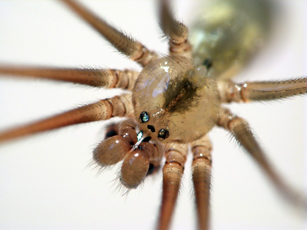 Daddy Long Legs Spider - Pholcidae family - Ark.au