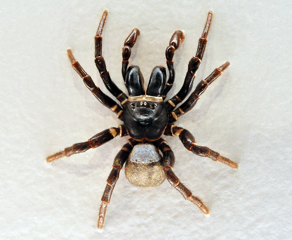 Eastern Mouse Spider - Missulena bradleyi - Ark.au