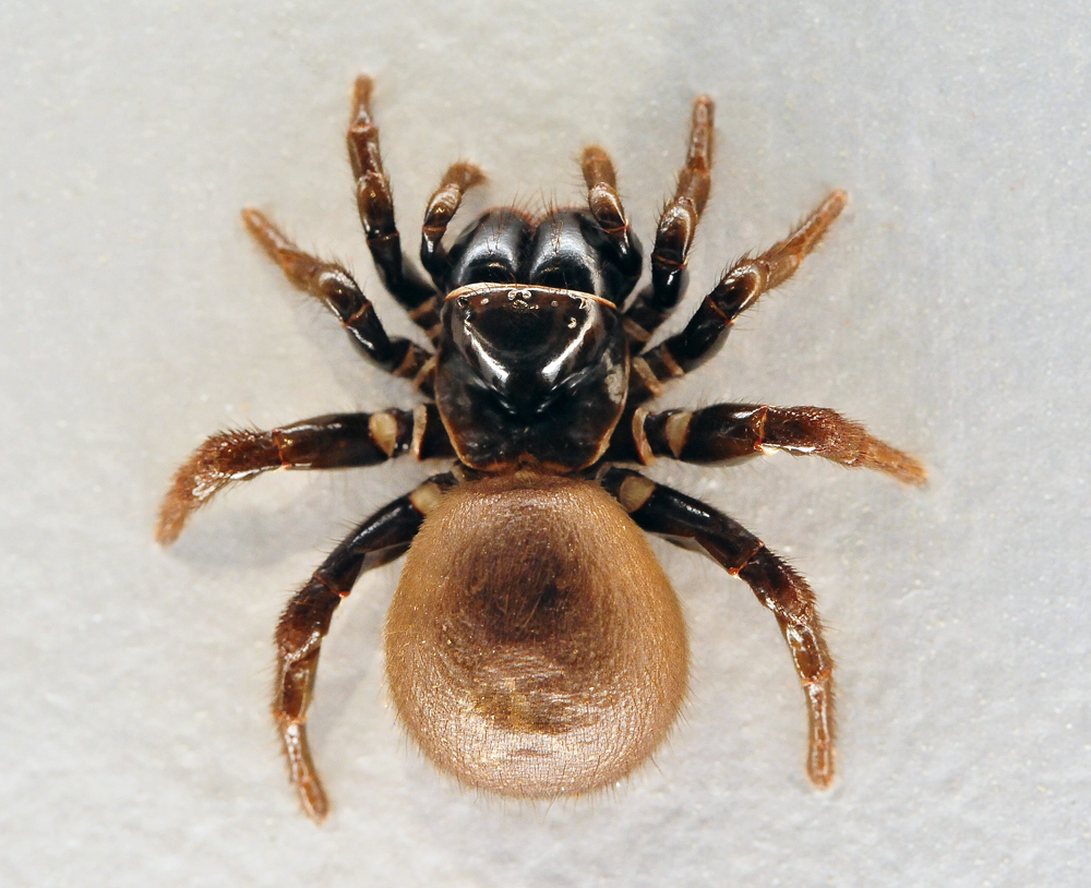 Eastern Mouse Spider - Missulena bradleyi - Ark.au