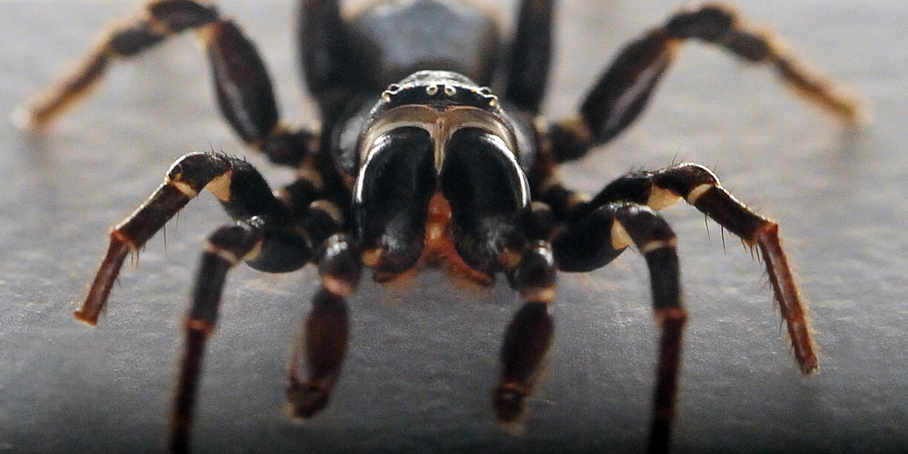 Eastern Mouse Spider - Missulena bradleyi - Ark.au