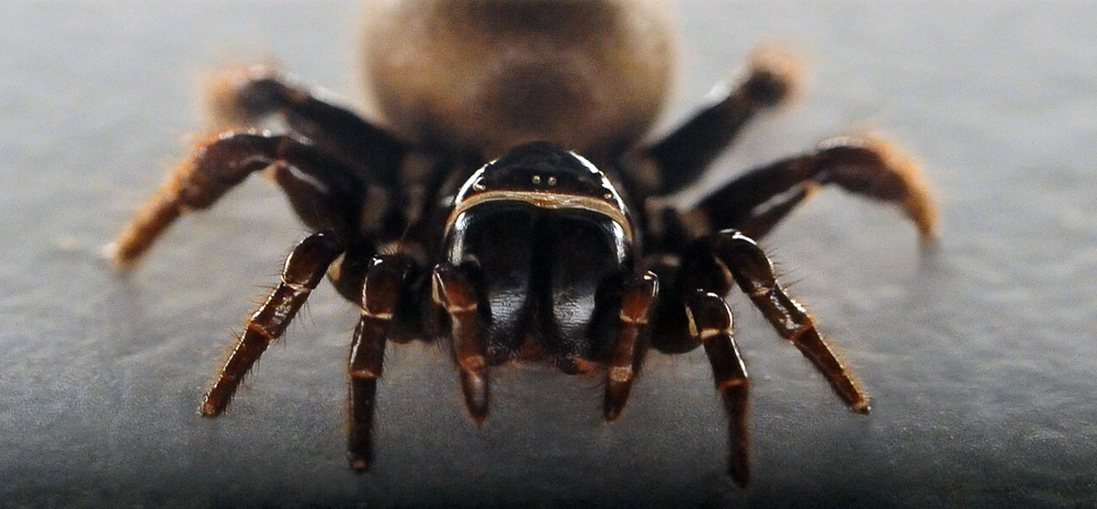 Eastern Mouse Spider - Missulena bradleyi - Ark.au