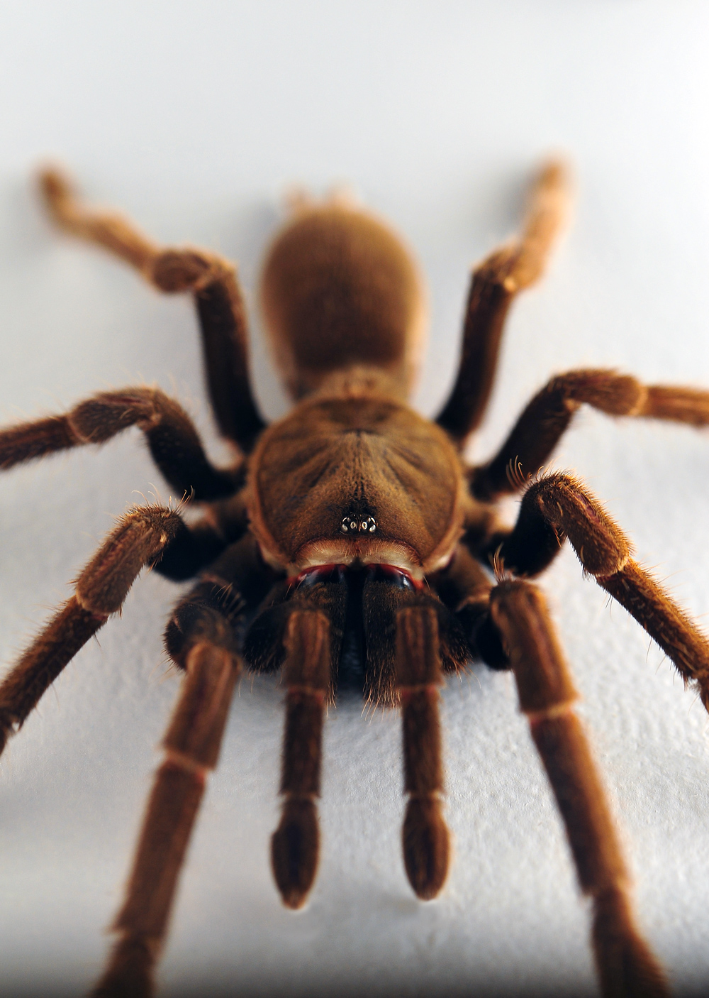 Eastern Tarantula - Phlogius crassipes - Ark.au