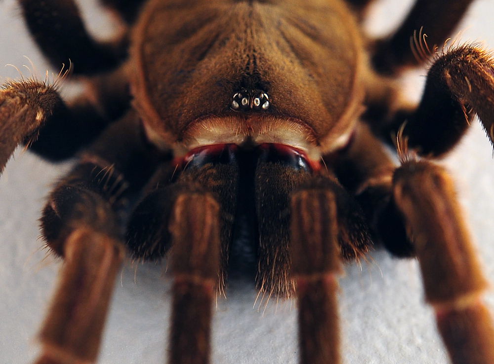 Eastern Tarantula - Phlogius crassipes - Ark.au