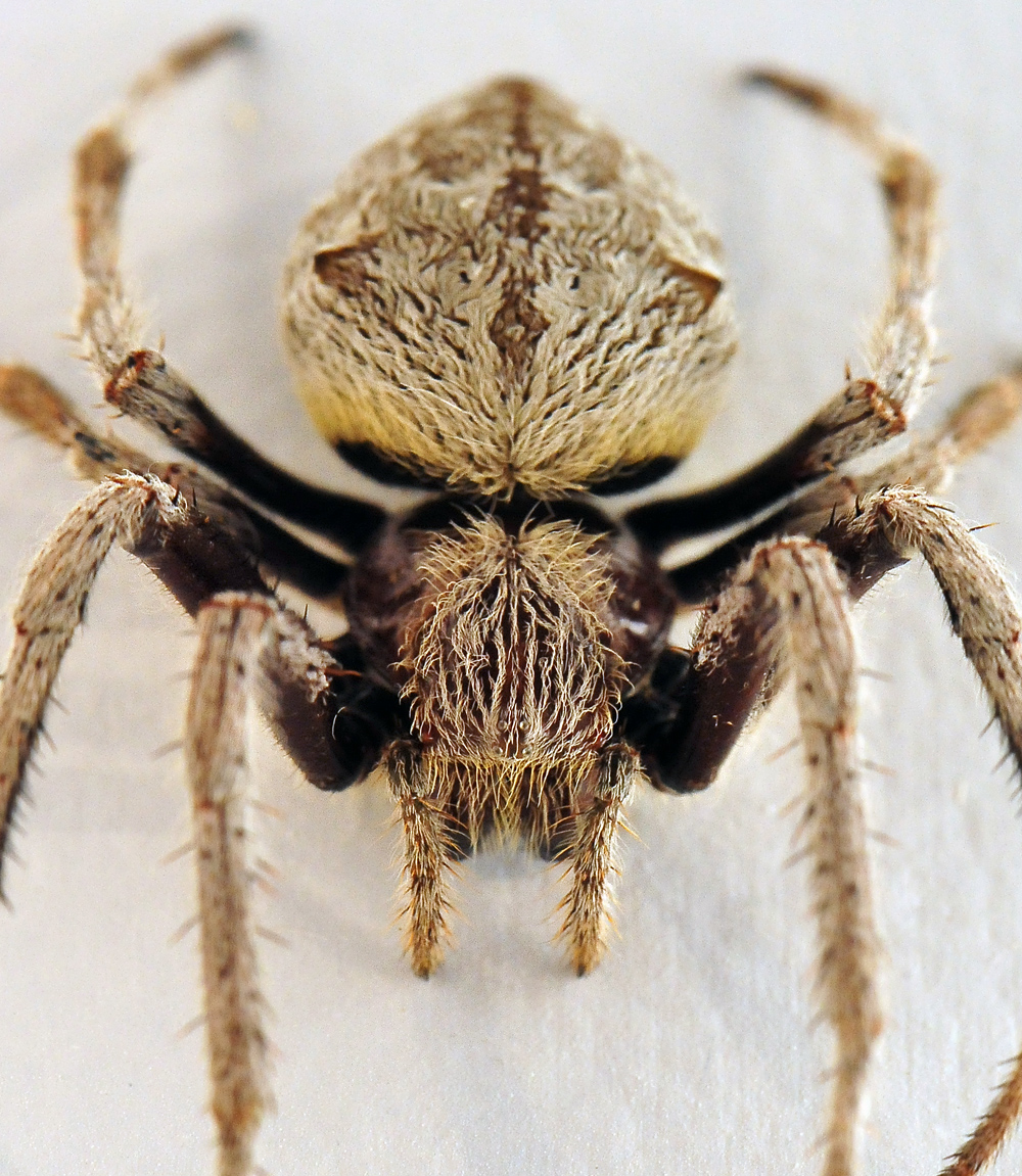 Garden Orb-Weaving Spider - Eriophora transmarina - Ark.au