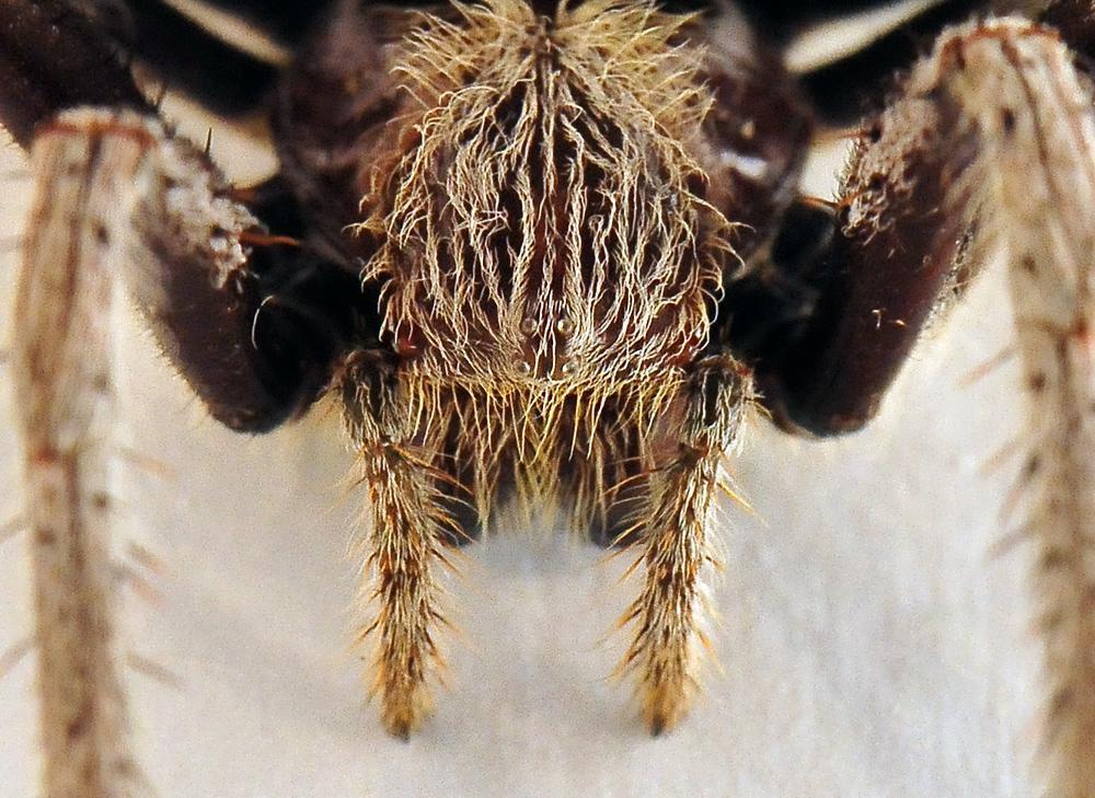 Garden Orb-Weaving Spider - Eriophora transmarina - Ark.au