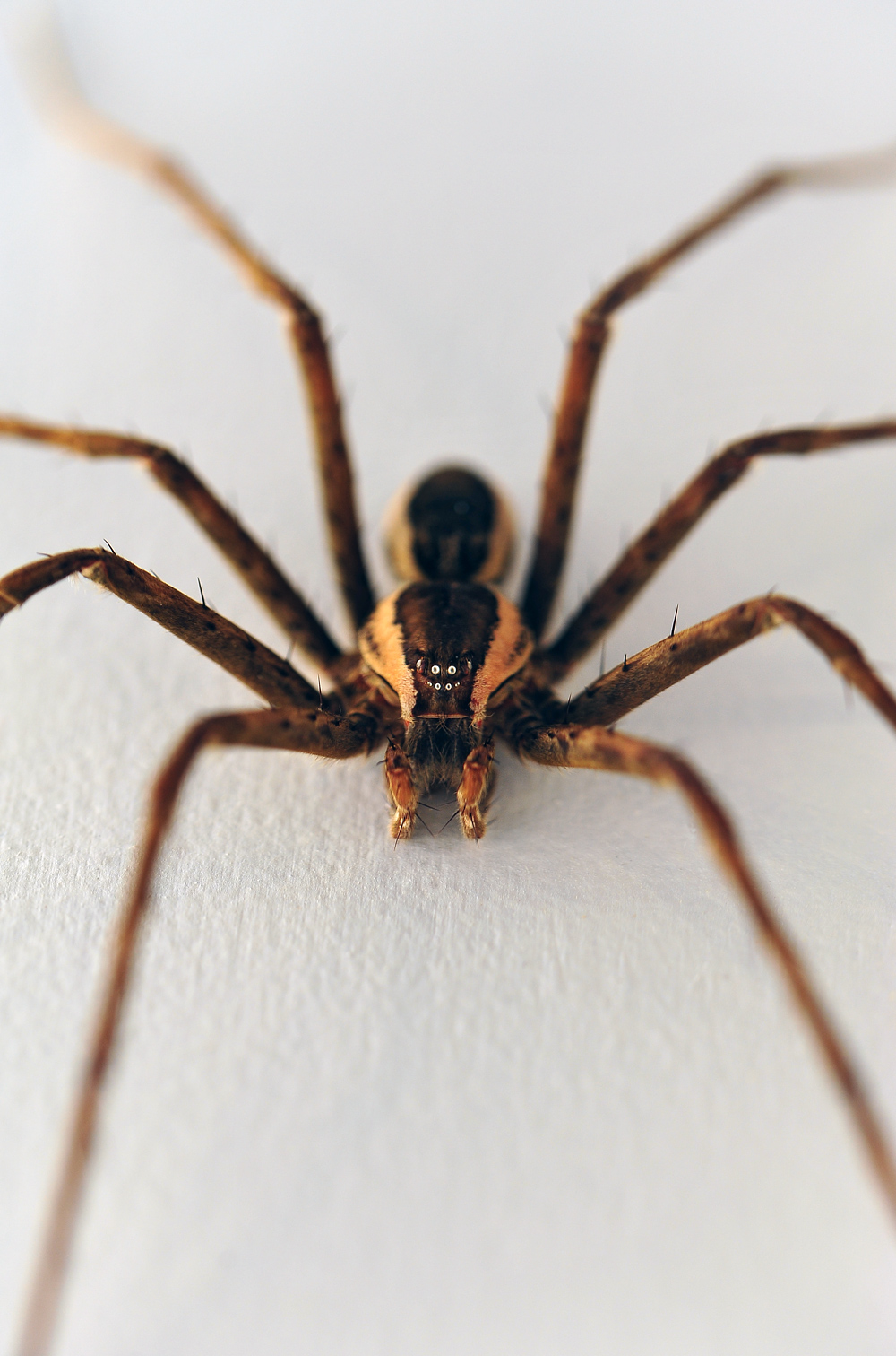 Giant Water Spider - Megadolomedes australianus - Ark.au